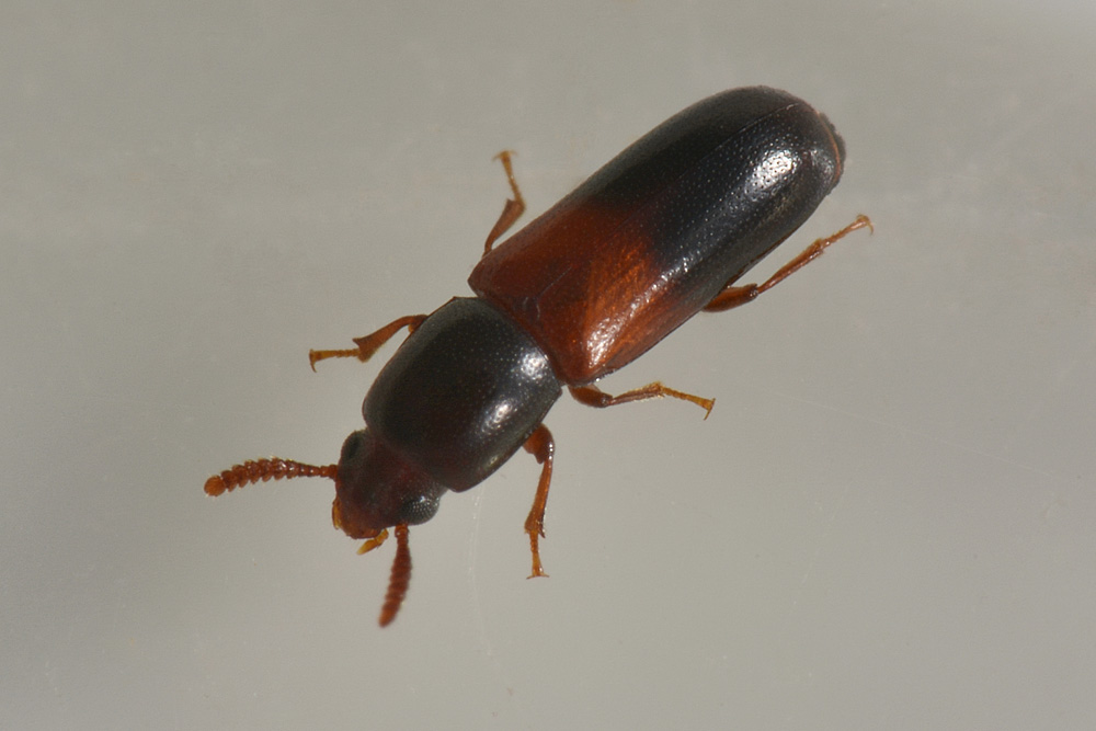 Corticeus fasciatus, Tenebrionidae